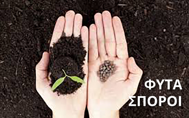ΣΠΟΡΟΙ & ΦΥΤΑ